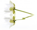 City White Lilies Панно 40x50 (2пл)