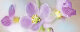 Dec Lola 3 Декор КВС17Lola3 20х50