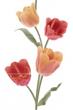 Tulips Calidos  Панно (из 3-х плиток ) 50х75