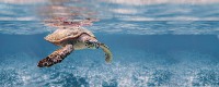Ocean Turtle Декор 20x50