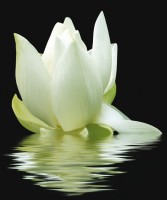 City White Lilies Панно 60x50 (3пл)