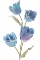 Tulips Frios Панно (из 3-х плиток) 50х75